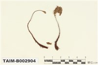 藏品(金髮苔科)的圖片